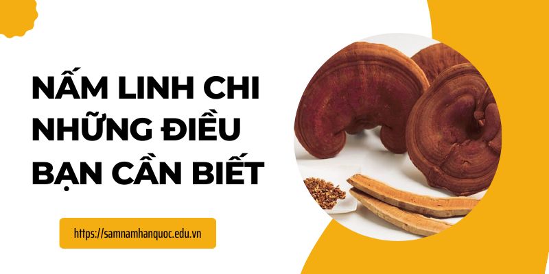 Nấm Linh Chi Và Những Điều Bạn Cần Biết NẤM LINH CHI